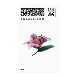 Stargazer Lily Profile Gifts Stamps