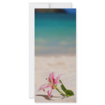 Stargazer Lily Full Color Rack Card