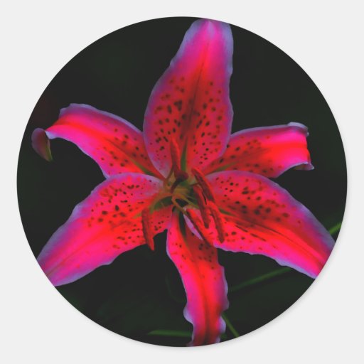 Stargazer Lily Round Stickers