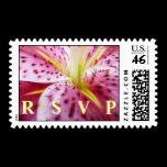Stargazer Lily RSVP Stamp