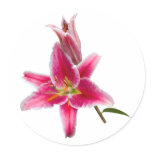 Stargazer Lily Spray Sticker