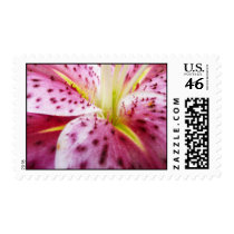 Stargazer Lily Stamp