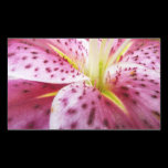 Stargazer Lily Sticker