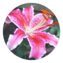 Stargazer Lily stickers