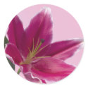 Stargazer Lily stickers by EverAfter Stargazer Lily stickers