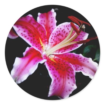 Stargazer Lily Round Sticker by princessklb07