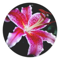 Stargazer Lily stickers