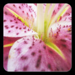 Stargazer Lily Sticker