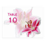 Stargazer Lily Table Number Postcard