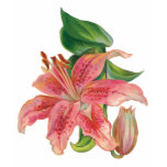 Stargazer Lily Shirts