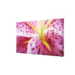 Stargazer Lily Wrapped Canvas Stretched Canvas Print