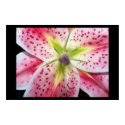 Stargazer posters by jevensen28 Stargazer posters