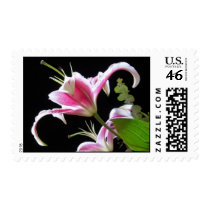 Stargazers postage