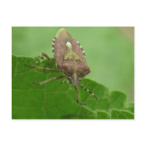 Staring at me? postcards by Rainmountain Staring at me? postcards