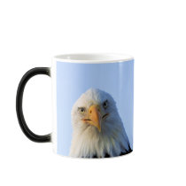 Staring Bald Eagle mugs