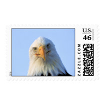 Staring Bald Eagle postage by photoinspiration Staring Bald Eagle postage