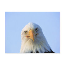 Staring Bald Eagle postcards