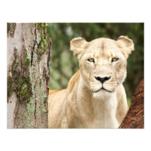 Staring Lioness Announcement