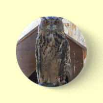 Staring owl buttons