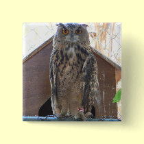 Staring owl buttons
