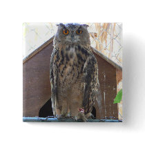 Staring owl buttons