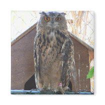 Staring owl magnets by Yarijik Staring owl magnets