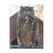 Staring owl postcards