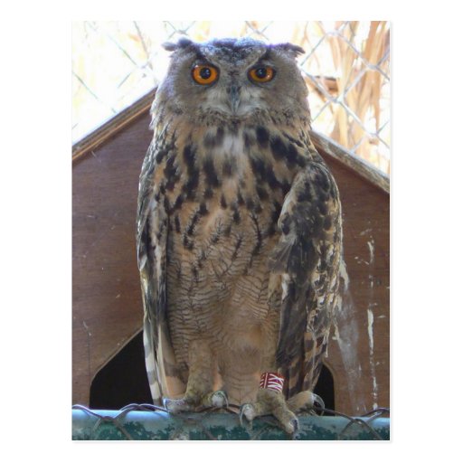 Staring owl postcard