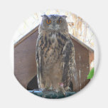 Staring owl refrigerator magnets