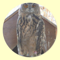 Staring owl stickers
