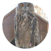 Staring owl stickers