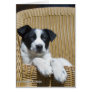 Staring Puppy On Chair Greeting Card