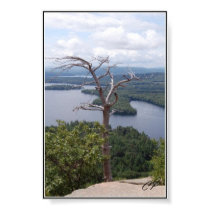 Stark Tree on Rattlesnake Mountain Picture posters by spyderpntbll3 Stark Tree on Rattlesnake Mountain Picture posters