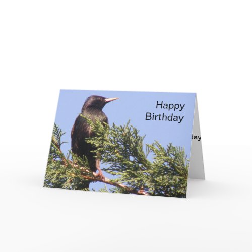 Starling in a Spruce Tree Custom Birthday Card card