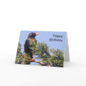 Starling in a Spruce Tree Custom Birthday Card
