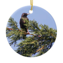Starling in a Spruce Tree Custom Birthday Christmas Ornament