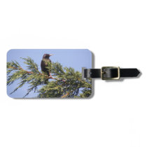 Starling in a Spruce Tree Custom Luggage Tag