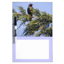 Starling in a Spruce Tree Memo Board Dry-Erase Board
