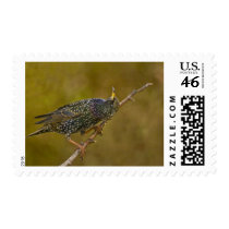 Starling postage