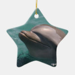 Starring a Dolphin Ornament
