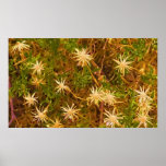 Stars of Nature Posters