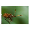 Starship Troopers Poster posters by studioaraminta Starship Troopers Poster posters