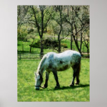 STARTING UNDER $20 - Appaloosa in Pasture Print