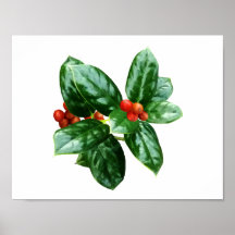 STARTING UNDER $20 - Holly With Berries Poster