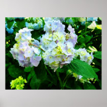 STARTING UNDER $20 - Lavender Hydrangea in Garden Posters