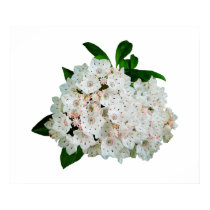 STARTING UNDER $20 - Mountain Laurel posters