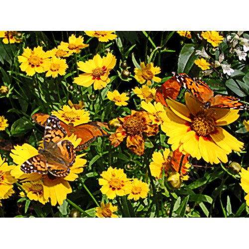 STARTING UNDER $20 Orange Butterflies on Coreopsis print
