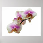 STARTING UNDER $20 -Pale Magenta  AndWhite Orchids Print