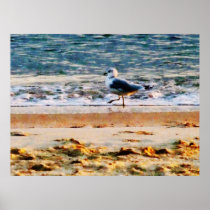 STARTING UNDER $20 Seagull on Virginia Beach  Dawn Posters