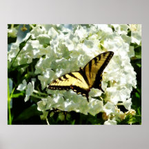 STARTING UNDER $20 -Swallowtail on White Hydrangea Posters